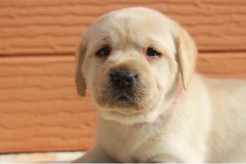 成約済の茨城県のラブラドールレトリーバー-75880の11枚目