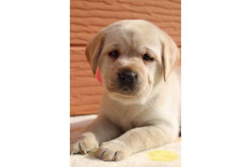 成約済の茨城県のラブラドールレトリーバー-75880の10枚目