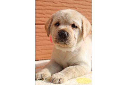 成約済の茨城県のラブラドールレトリーバー-75880の9枚目