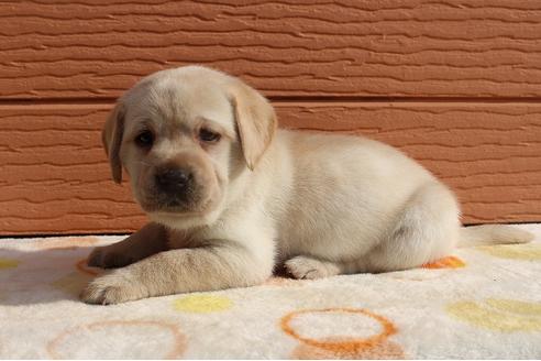 成約済の茨城県のラブラドールレトリーバー-75880の8枚目