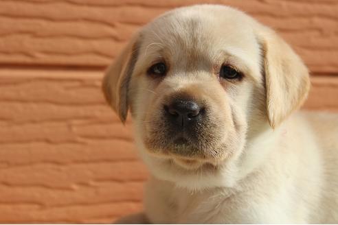 成約済の茨城県のラブラドールレトリーバー-75880の7枚目