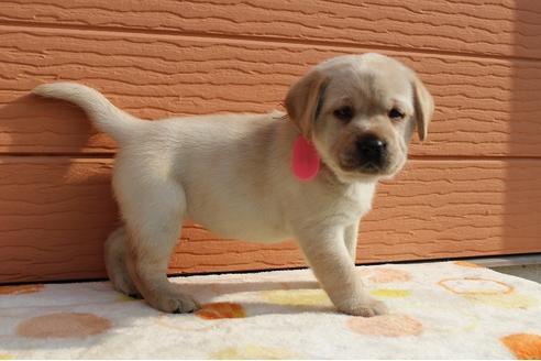 成約済の茨城県のラブラドールレトリーバー-75880の6枚目