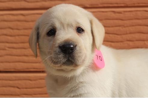 成約済の茨城県のラブラドールレトリーバー-75881の11枚目