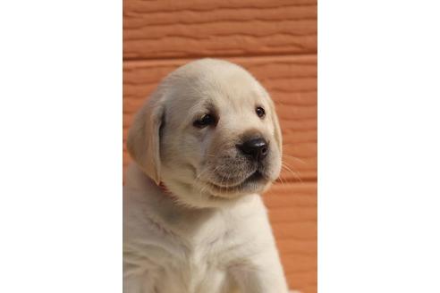 成約済の茨城県のラブラドールレトリーバー-75881の10枚目