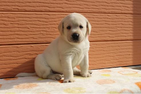 成約済の茨城県のラブラドールレトリーバー-75881の9枚目