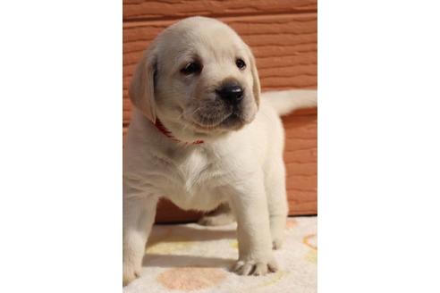 成約済の茨城県のラブラドールレトリーバー-75881の7枚目
