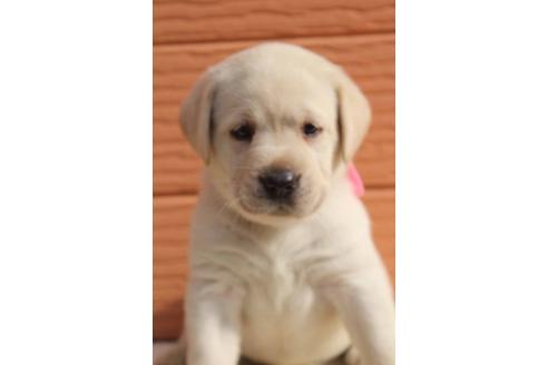 成約済の茨城県のラブラドールレトリーバー-75881の6枚目