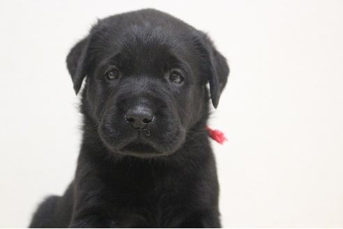 成約済の茨城県のラブラドールレトリーバー-75890の9枚目