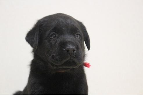 成約済の茨城県のラブラドールレトリーバー-75890の8枚目