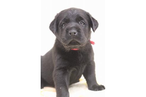 成約済の茨城県のラブラドールレトリーバー-75890の7枚目