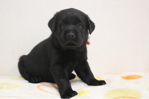 成約済の茨城県のラブラドールレトリーバー-75890の6枚目