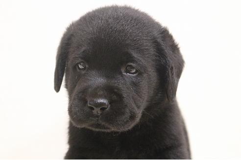 成約済の茨城県のラブラドールレトリーバー-75901の9枚目