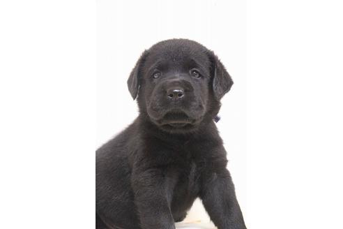 成約済の茨城県のラブラドールレトリーバー-75901の7枚目