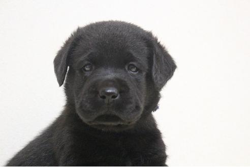 成約済の茨城県のラブラドールレトリーバー-75901の6枚目