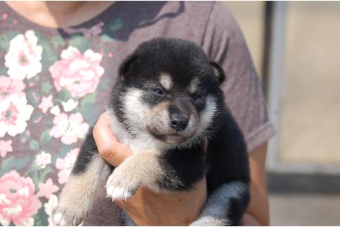 成約済の埼玉県の柴犬-76324