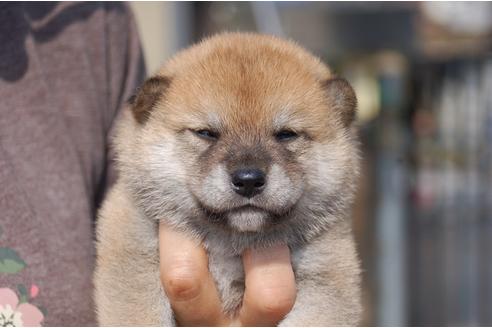 成約済の埼玉県の柴犬-76325