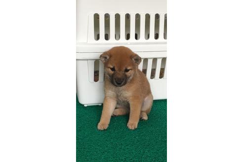 成約済の広島県の柴犬-76338