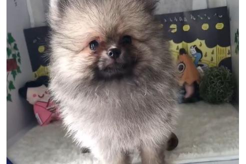 香川県のポメラニアン 男の子 2019 05 15生まれ クリームセーブル 子犬id 73765 ブリーダーナビ