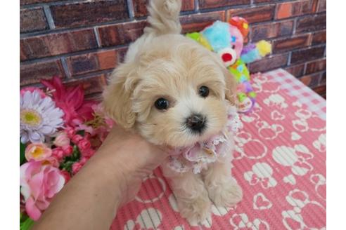 50 素晴らしいマルプー 成犬 可愛い 最高の動物画像