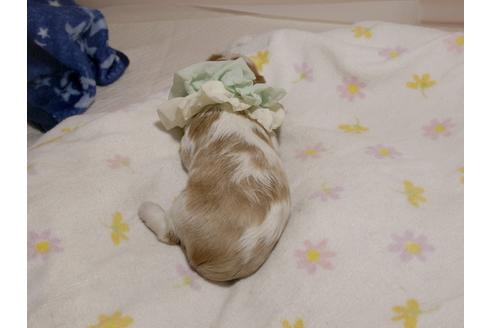 成約済の埼玉県のキャバリアキングチャールズスパニエル-76085の9枚目