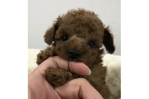 成約済の岡山県のタイニープードル-76419の4枚目