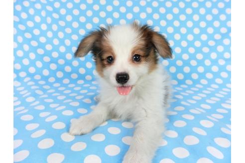 成約済の千葉県のパピヨン-75693