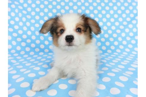 成約済の千葉県のパピヨン-75693の4枚目