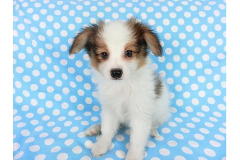 成約済の千葉県のパピヨン-75693の3枚目