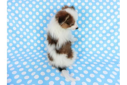 成約済の千葉県のパピヨン-75693の2枚目