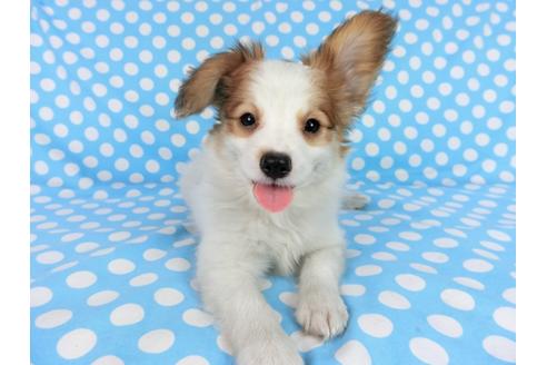 成約済の千葉県のパピヨン-75694の15枚目