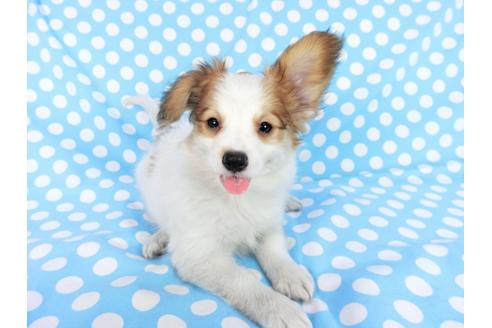 成約済の千葉県のパピヨン-75694の14枚目