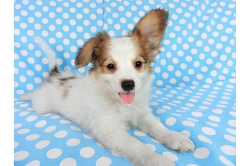 成約済の千葉県のパピヨン-75694の13枚目