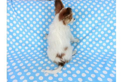 成約済の千葉県のパピヨン-75694の12枚目