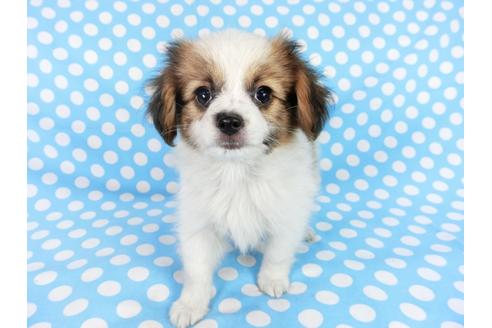 成約済の千葉県のパピヨン-75696