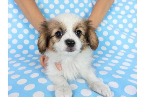 成約済の千葉県のパピヨン-75696の4枚目