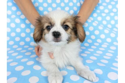 成約済の千葉県のパピヨン-75696の3枚目