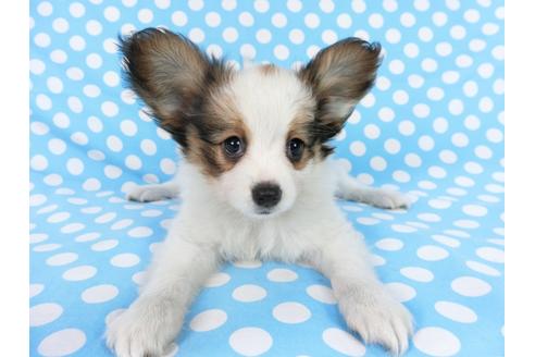 成約済の千葉県のパピヨン-75868の12枚目