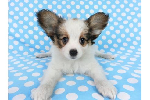 成約済の千葉県のパピヨン-75868の11枚目