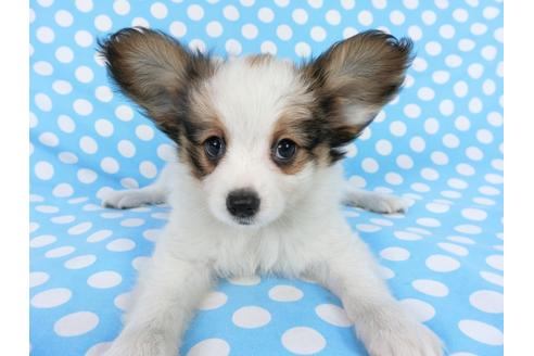 成約済の千葉県のパピヨン-75868の10枚目