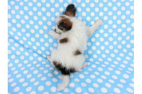 成約済の千葉県のパピヨン-75868の9枚目