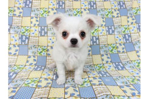 成約済の千葉県のチワワ(ロングコート)-75668の5枚目