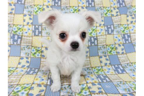 成約済の千葉県のチワワ(ロングコート)-75668の4枚目