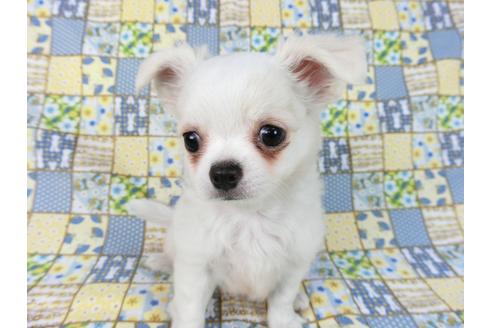 成約済の千葉県のチワワ(ロングコート)-75668の3枚目