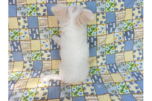 成約済の千葉県のチワワ(ロングコート)-75668の2枚目