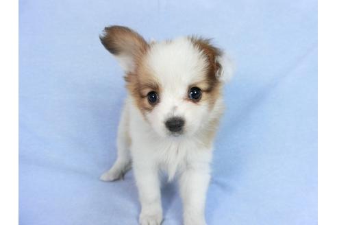 成約済の千葉県のパピヨン-75685の8枚目