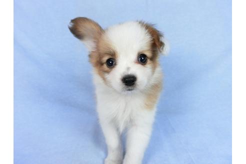 成約済の千葉県のパピヨン-75685の7枚目