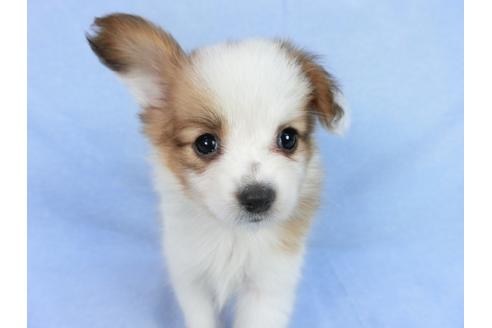 成約済の千葉県のパピヨン-75685の6枚目