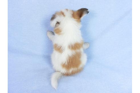 成約済の千葉県のパピヨン-75685の5枚目