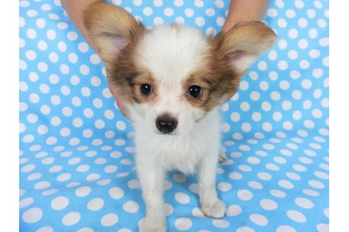 成約済の千葉県のパピヨン-75682