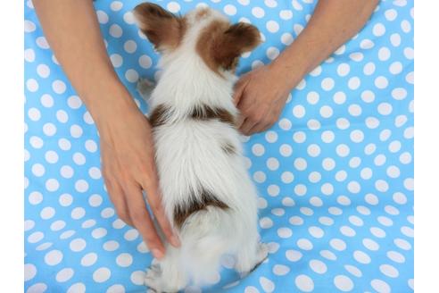 成約済の千葉県のパピヨン-75682の2枚目